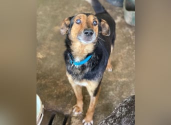 Tizian, geb. ca. 04/2022, lebt in GRIECHENLAND, auf einer privaten Pflegestelle