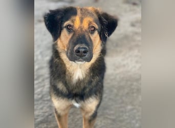 Glinda, geb. ca. 07/2025, lebt in GRIECHENLAND, im städt. Tierheim Serres