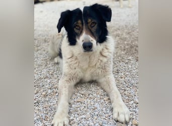 Xalia, geb. ca. 03/2018, lebt in GRIECHENLAND, im städt. Tierheim Serres