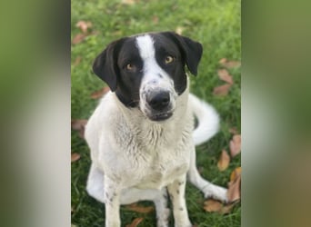 Penny, geb. ca. 05/2023, lebt in GRIECHENLAND, im städt. Tierheim Serres
