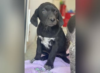 Morus, geb. ca. 11/2025, lebt in GRIECHENLAND, auf einer privaten Pflegestelle