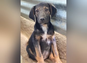 Miranda, geb. ca. 01/2026, lebt in GRIECHENLAND, auf einer privaten Pflegestelle