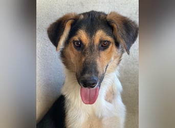 Kati, geb. ca. 03/2025, lebt in GRIECHENLAND, im städt. Tierheim Serres