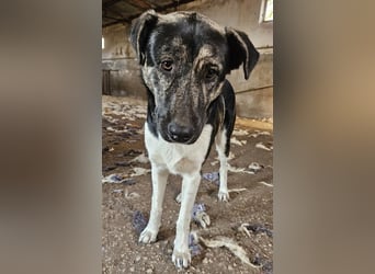 Kaiser, geb. ca. 12/2023, lebt in GRIECHENLAND, auf einem Gelände, Hunde werden notdürftig versorgt