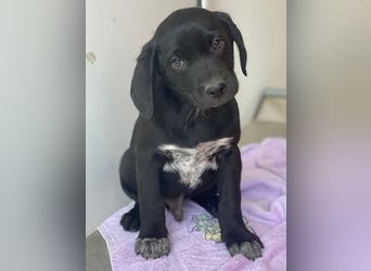 Morus, geb. ca. 11/2025, lebt in GRIECHENLAND, auf einer privaten Pflegestelle