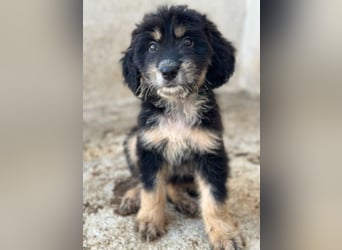 Ginger, geb. ca. 05/2026, lebt in GRIECHENLAND, im städt. Tierheim Serres