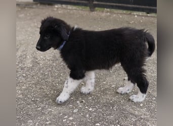 Baron, geb. ca. 12/2023, lebt in GRIECHENLAND, auf einem Gelände, Hunde werden notdürftig versorgt