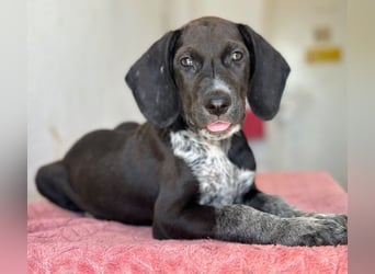 Kiki, geb. ca. 06/2026, lebt in GRIECHENLAND, im städt. Tierheim Serres