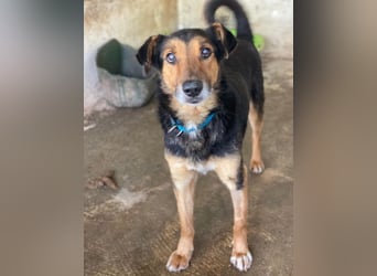 Tizian, geb. ca. 04/2022, lebt in GRIECHENLAND, auf einer privaten Pflegestelle