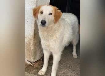 Tobby, geb. ca. 11/2022, lebt in GRIECHENLAND, im städt. Tierheim Serres