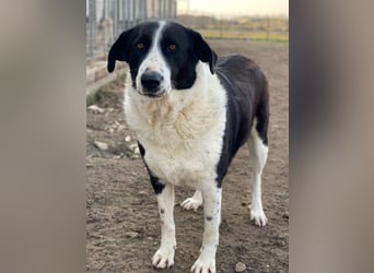 Franka, geb. ca. 06/2019, lebt in GRIECHENLAND, im städt. Tierheim Serres