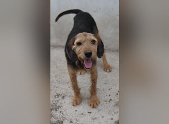 Yasko, geb. ca. 11/2022, lebt auf einer Pflegestelle in 44649 Herne