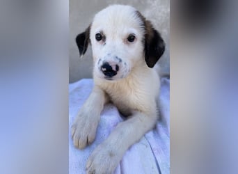 Bley, geb. ca. 06/2023, lebt in GRIECHENLAND, im städt. Tierheim Serres