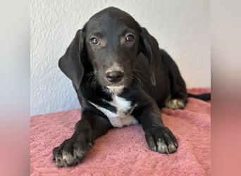 Smokey, geb. 08.06.2026, lebt in GRIECHENLAND, auf einer privaten Pflegestelle