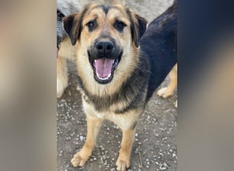 Elphaba, geb. ca. 07/2025, lebt in GRIECHENLAND, im städt. Tierheim Serres