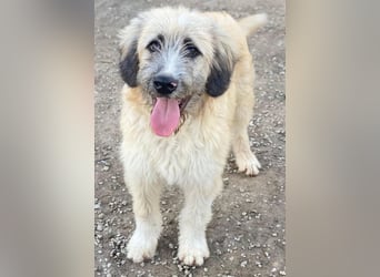 Taigo, geb. ca.09/2025, lebt in GRIECHENLAND, im städt. Tierheim Serres