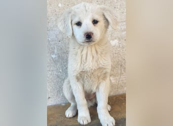 Saki, geb. ca. 03/2026, lebt in GRIECHENLAND, auf einer privaten Pflegestelle