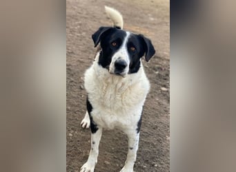 Franka, geb. ca. 06/2019, lebt in GRIECHENLAND, im städt. Tierheim Serres