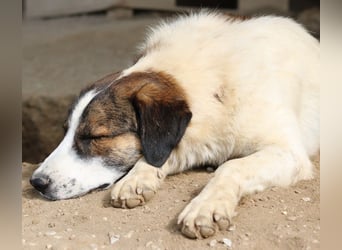 Pitt, geb. ca. 05/2021, lebt in GRIECHENLAND, im städt. Tierheim Serres