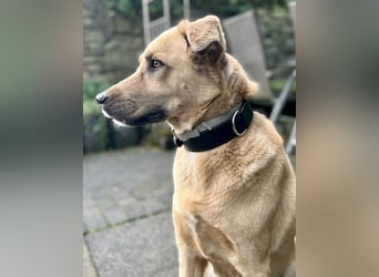 Fanta, geb. ca. 05/2017, lebt bei einer Familie in 48317 Drensteinfurt, Vermittlungshilfe