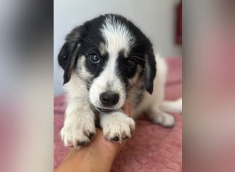 Colada, geb. ca. 05/2026, lebt in GRIECHENLAND, im städt. Tierheim Serres