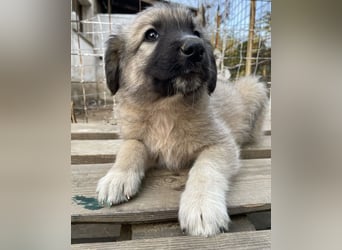 Venus, geb. ca. 08/2022, lebt in GRIECHENLAND, auf einer privaten Pflegestelle