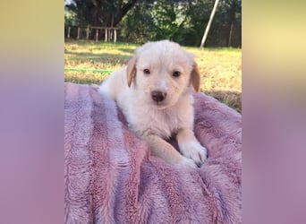  Fluffy-Boo, geb. ca. 04/2026, lebt auf einer Pflegestelle in 44651 Herne