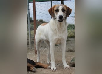 Lance, geb. ca. 02/2022, lebt in GRIECHENLAND, im städt. Tierheim Serres