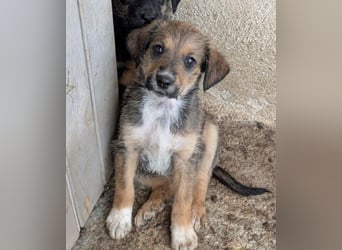 Woody, geb. ca. 02/2026, lebt in GRIECHENLAND, im städt. Tierheim Serres
