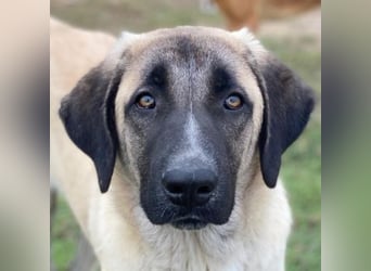 Twixx, geb. ca. 03/2025, lebt in GRIECHENLAND, im städt. Tierheim Serres