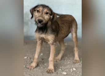 Woody, geb. ca. 02/2026, lebt in GRIECHENLAND, im städt. Tierheim Serres