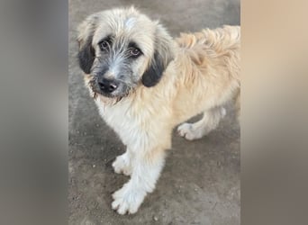 Taigo, geb. ca.09/2025, lebt in GRIECHENLAND, im städt. Tierheim Serres