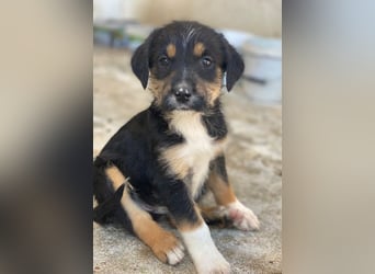 Esmeralda, geb. ca. 02/2026, lebt in GRIECHENLAND, im städt. Tierheim Serres