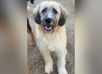 Taigo, geb. ca.09/2025, lebt in GRIECHENLAND, im städt. Tierheim Serres