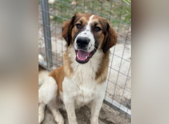 Barkley, geb. ca. 10/2024, lebt in GRIECHENLAND, auf einer privaten Pflegestelle