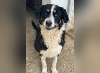 Cars, geb. ca. 12/2023, lebt in GRIECHENLAND, im städt. Tierheim Serres