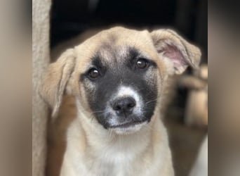 Mira, geb. ca. 12/2025, lebt in GRIECHENLAND, im städt. Tierheim Serres