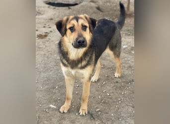 Elphaba, geb. ca. 07/2025, lebt in GRIECHENLAND, im städt. Tierheim Serres