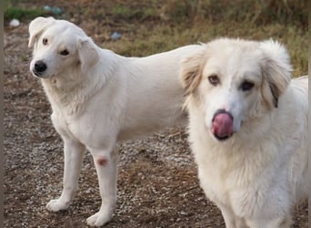 Idallo, geb. ca. 12/2020, lebt in GRIECHENLAND, im städt. Tierheim Serres