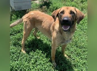 Xawi, geb. ca. 12/2019, lebt in GRIECHENLAND, im städt. Tierheim Serres