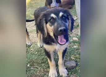 Quana, geb. ca. 02/2025, lebt in GRIECHENLAND, auf einer privaten Pflegestelle