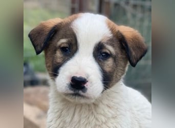 Calzone, geb. ca. 11/2025, lebt in GRIECHENLAND, auf einer privaten Pflegestelle