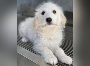 Zucker, geb. ca. 01/2026, lebt in GRIECHENLAND, auf einer privaten Pflegestelle