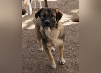 Davio, geb. ca. 06/2023, lebt in GRIECHENLAND, im städt. Tierheim Serres