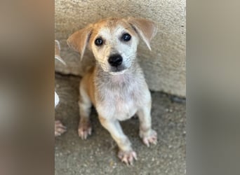 Rosie, geb. ca. 05/2026, lebt in GRIECHENLAND, im städt. Tierheim Serres