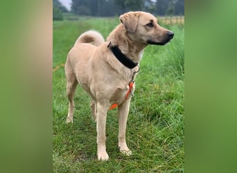 Fanta, geb. ca. 05/2017, lebt bei einer Familie in 48317 Drensteinfurt, Vermittlungshilfe