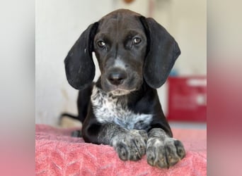 Kiki, geb. ca. 06/2026, lebt in GRIECHENLAND, im städt. Tierheim Serres