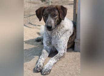 Naxos, geb. ca. 07/2020, lebt in GRIECHENLAND, im städt. Tierheim Serres