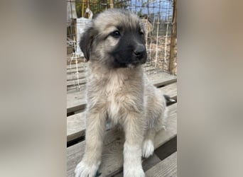 Venus, geb. ca. 08/2022, lebt in GRIECHENLAND, auf einer privaten Pflegestelle