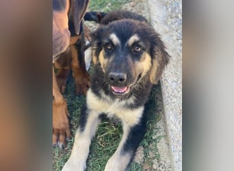 Quana, geb. ca. 02/2025, lebt in GRIECHENLAND, auf einer privaten Pflegestelle